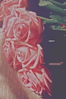 عاشق الورد